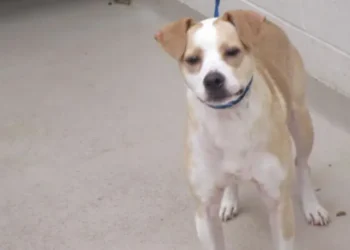 Adoptable Dog of the Day: Milo