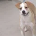Adoptable Dog of the Day: Milo